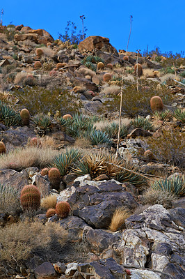 Buy stock photo Barrel Cactus Ferocactus cylindraceus in the Anza-Borrego Desert in Southern California, USA