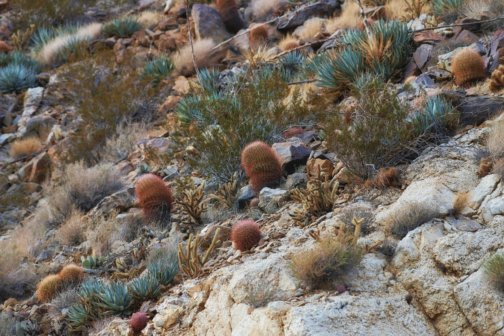 Buy stock photo Barrel Cactus Ferocactus cylindraceus in the Anza-Borrego Desert in Southern California, USA