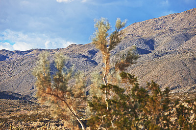 Buy stock photo Desert, tree and bush plant on mountain environment outdoor in nature of California, USA. Earth, succulent and growth of indigenous shrub in summer with biodiversity on dry hill, field and landscape