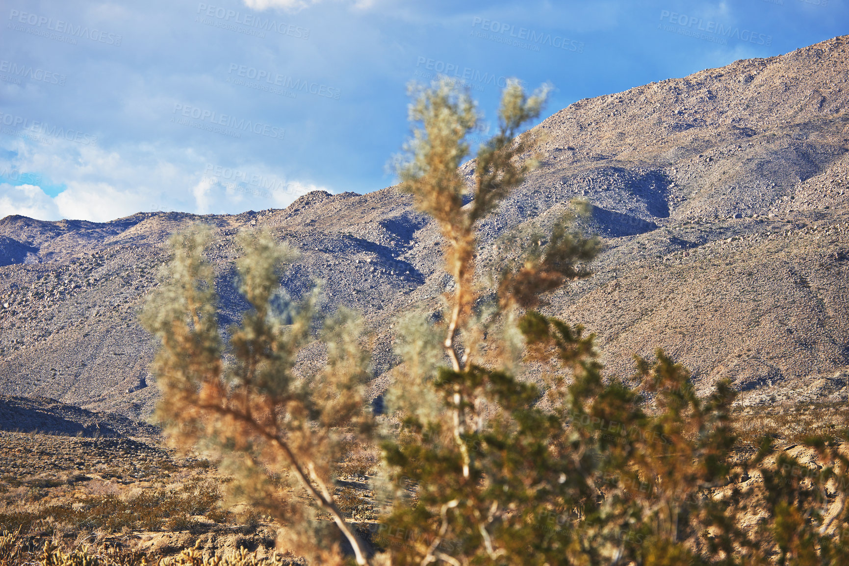 Buy stock photo Desert, tree and bush plant on mountain environment outdoor in nature of California, USA. Earth, succulent and growth of indigenous shrub in summer with biodiversity on dry hill, field and landscape