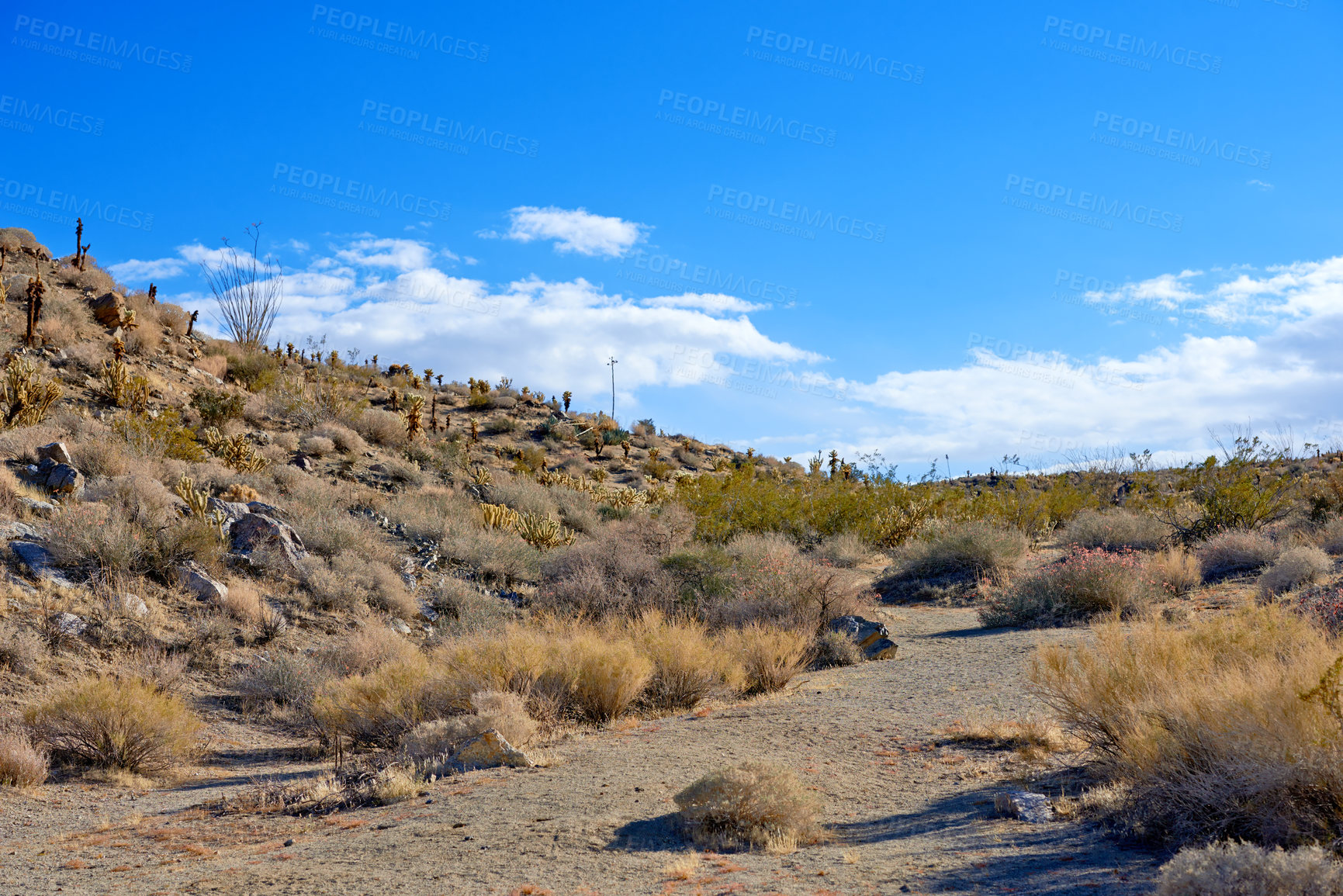 Buy stock photo Desert, landscape and nature with plants, blue sky and tourism with summer, weather and cloud. Empty, flowers and wildlife with peace, dust and weed with cactus, mountain and travel with sunshine