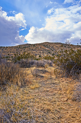 Buy stock photo Nature, desert and plants with view, enviroment and blue sky for travel or tourism. California, mountain and landscape for cactus, scenery and usa sunshine with summer weather and outdoor harmony