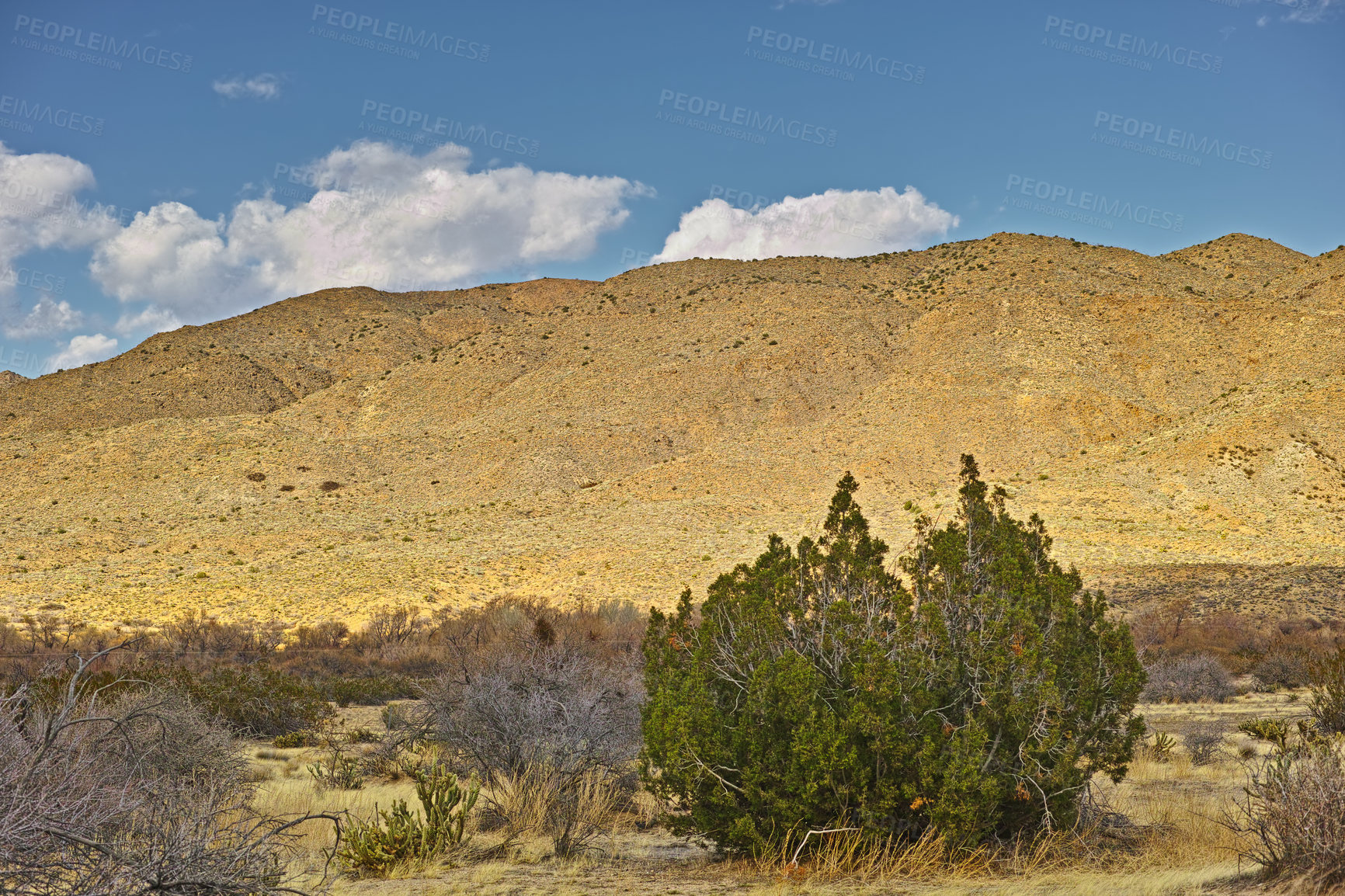 Buy stock photo Desert, landscape and sunshine with plants, blue sky and  wildlife with summer, ecology and rocky. Empty, sand or environment with peace, dust or nature with drought, mountain or travel with vacation