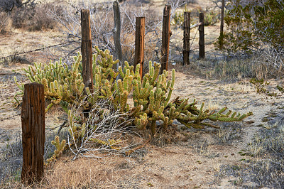 Buy stock photo Desert, cactus and bush plant on land outdoor in environment of California and USA. Nature, succulent and growth of indigenous shrub on farm fence in summer with biodiversity in dry field and soil