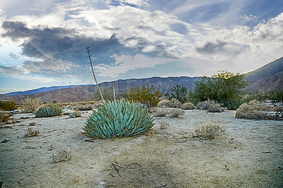 Buy stock photo Plant, dessert and cactus in outdoor nature for bush, winter environment or growth in California. Aloe, succulent and cultivation for indigenous shrub, dry habitat or natural landscape in USA