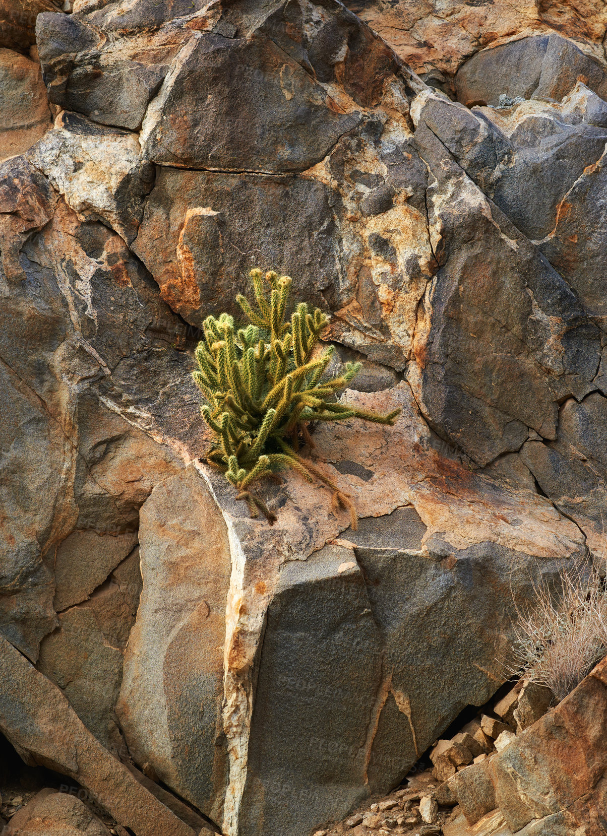 Buy stock photo Nature, mountain and cactus or plants in desert, beauty in California or USA. Countryside, natural and landscape with shrubs or succulents in America, rocky environment with sunshine in summer