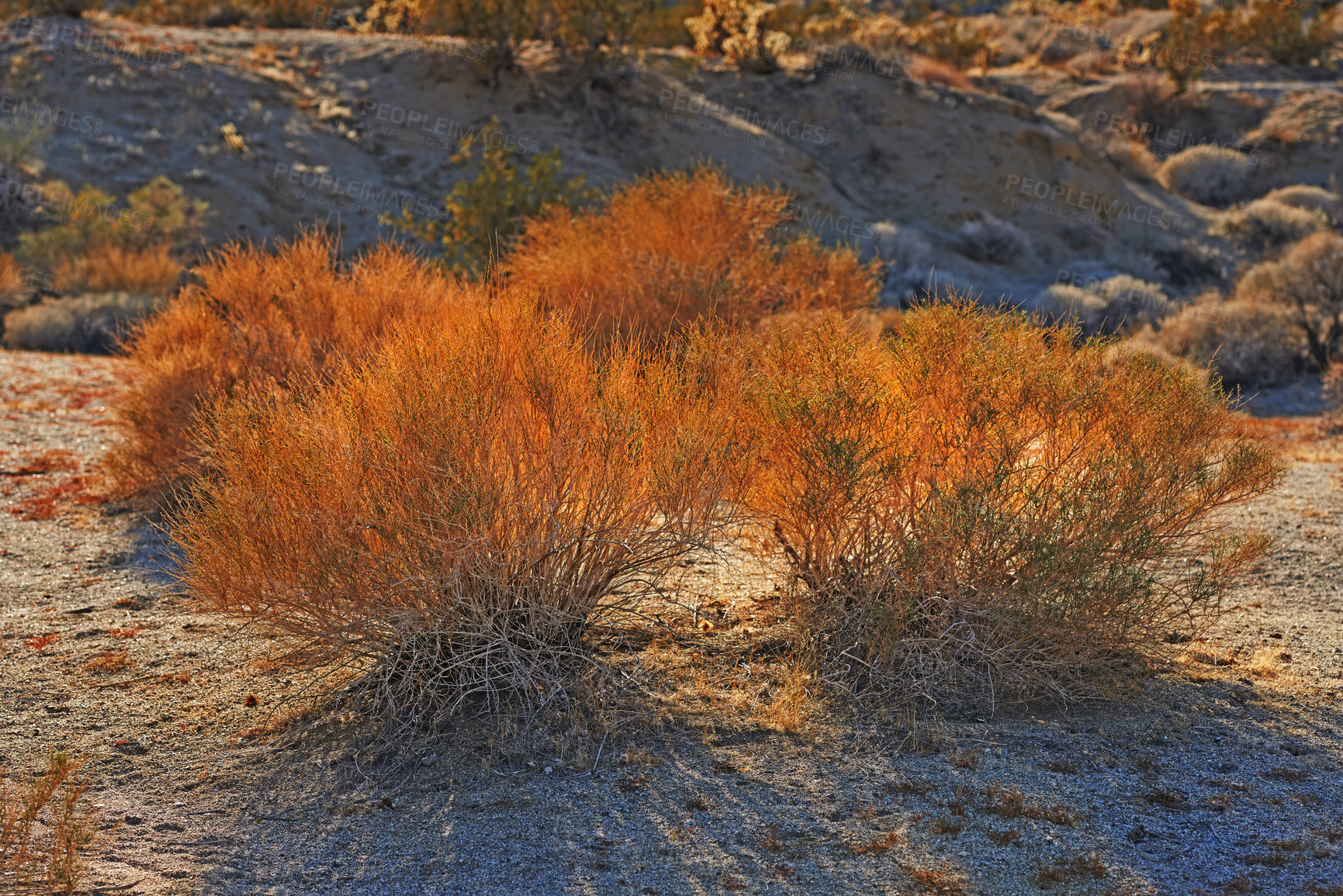 Buy stock photo Desert, bush and shrub plants in environment outdoor in nature of California, USA. Native, ecology and growth of indigenous foliage in summer with biodiversity in dry field, soil and grass on land