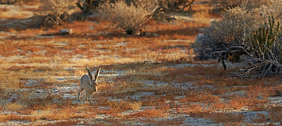 Buy stock photo Rabbit in  in Anza-Borrego Desert State Park, Southern California, USA