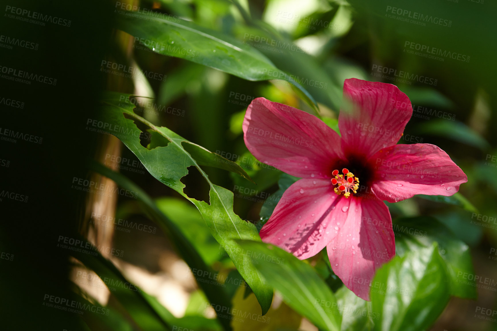 Buy stock photo Tropical, nature and flowers with hibiscus on tree for growth, blossom and pacific island environment. Floral, garden and leaves with closeup of plant in Hawaii for botanical, conservation and spring