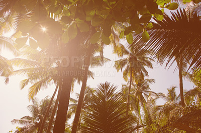 Buy stock photo Retro style image of a sun flare pouring through the tree tops of tropical palms