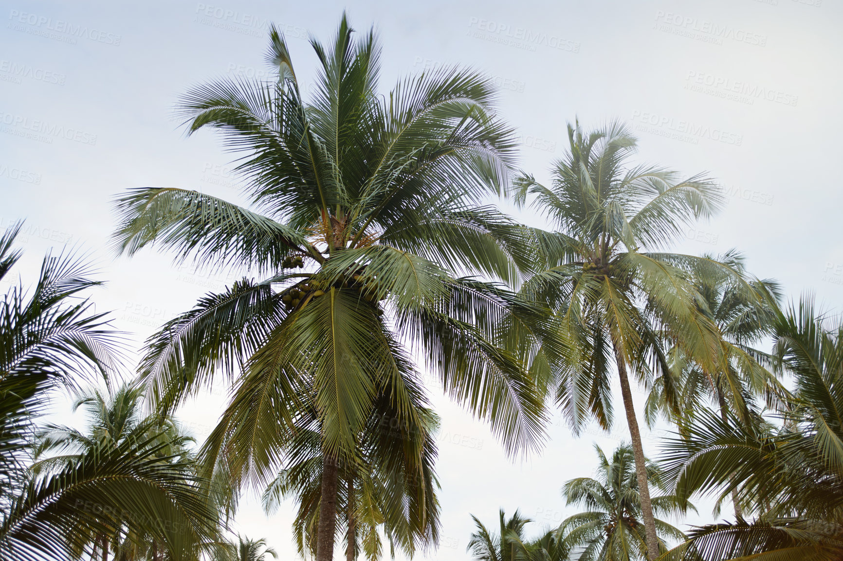 Buy stock photo Beautiful palm tree tops against a serene sky