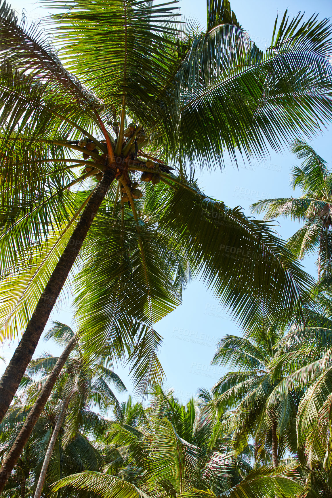 Buy stock photo Vibrant image of a lush palm tree with a healthy palm tree canopy beyond