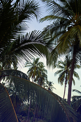 Buy stock photo Tropical island, palm tree and holiday with landscape, blue sky and summer in Zanzibar. Empty, outdoor and natural with vacation, environment and zen with adventure, wind and travel with getaway trip