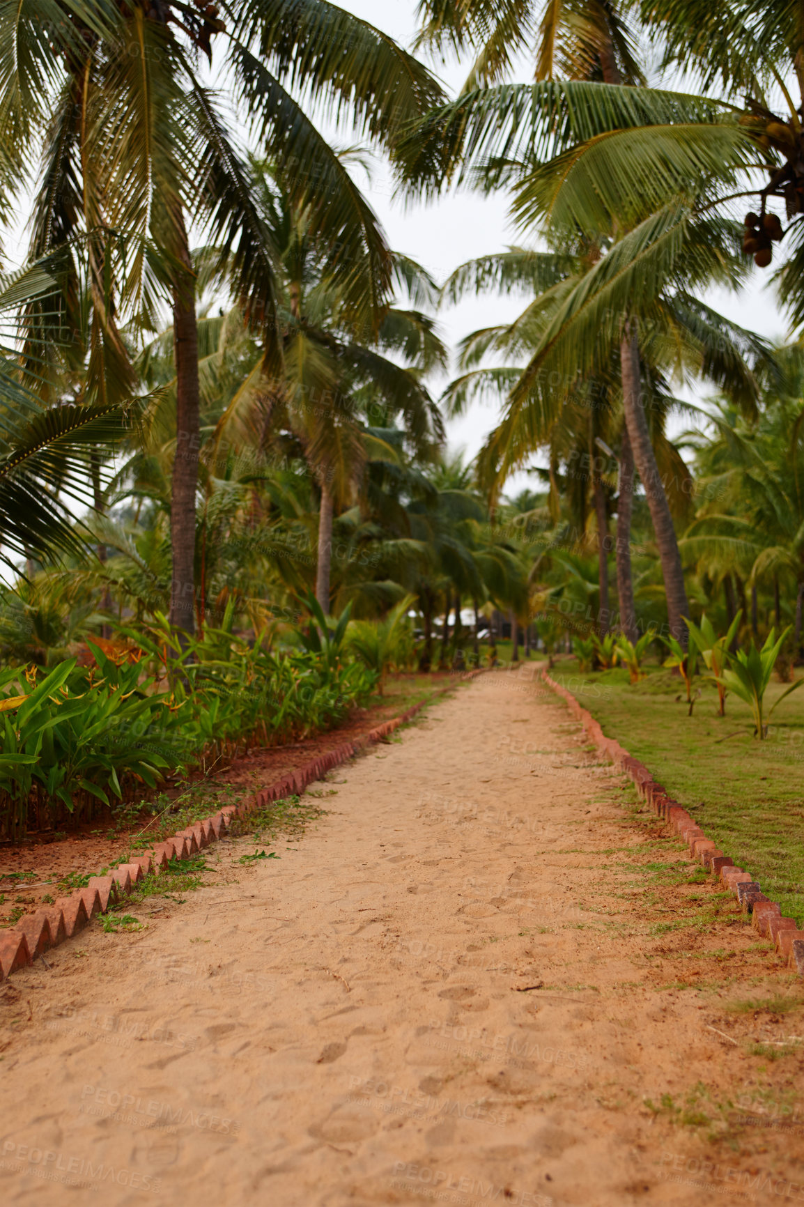 Buy stock photo A sandy path stretching invitingly away from you through tropical palm trees