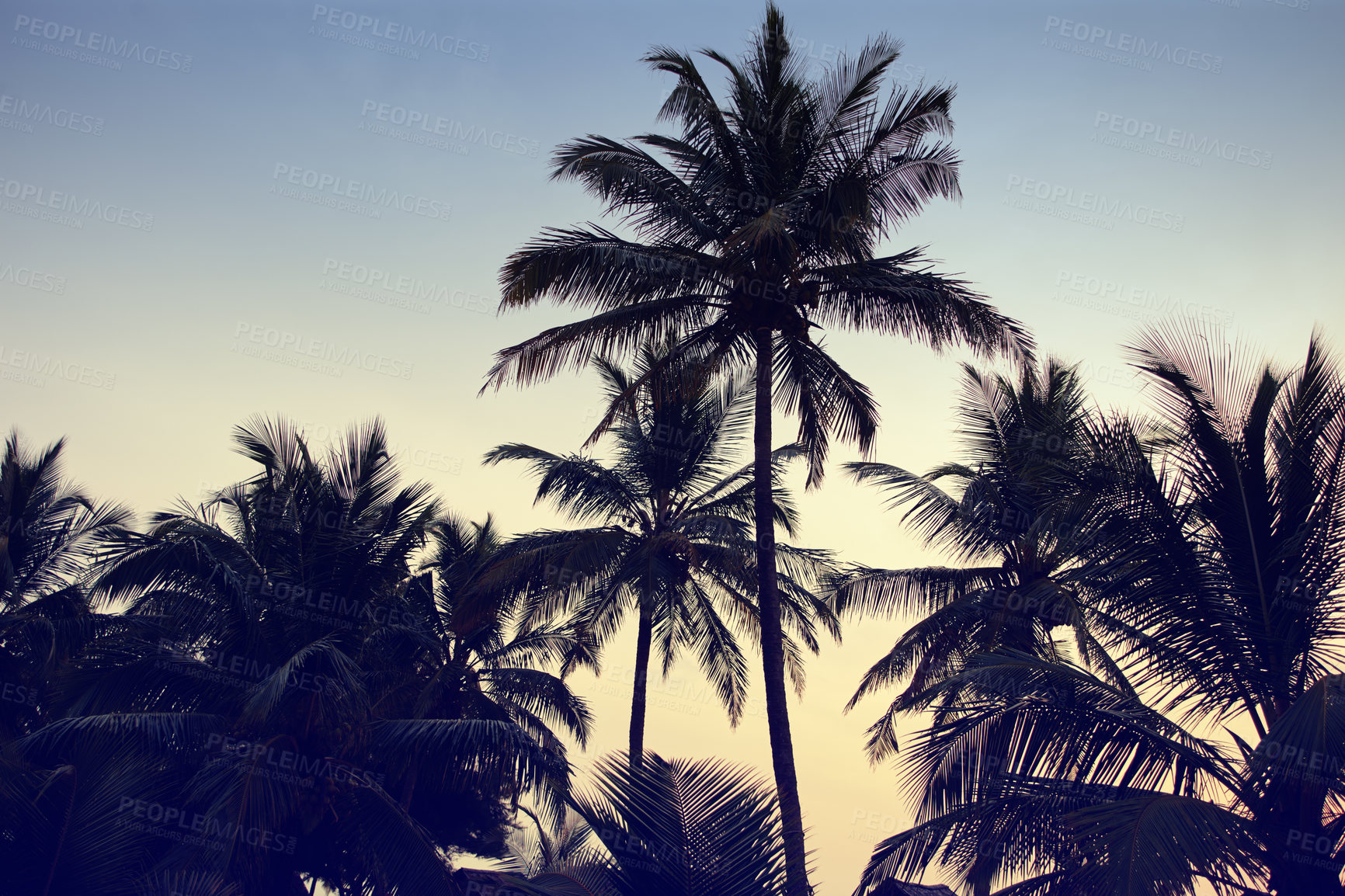 Buy stock photo Retro style image of silhouetted palm trees against a dusky sky