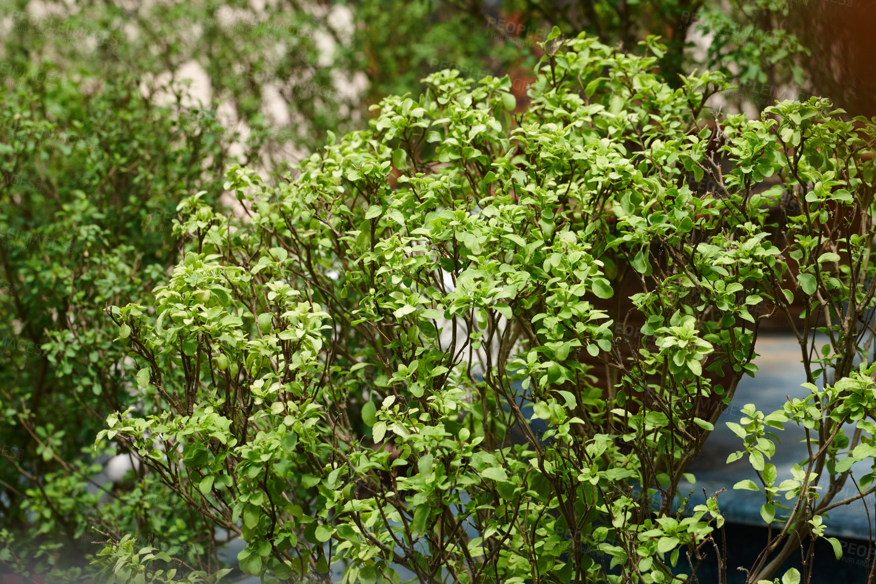 Buy stock photo Holy basil bush in India. Closeup of aromatic tulsi or sacred basil plant growing on the streets of Kolkata. Indigenous herb valued for its medicinal properties and spiritual significance in Hinduism