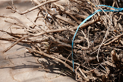 Buy stock photo Dried branches of a Sacred Basil bush tied in a bundle and lying on the floor. Bunch of wood sticks or herbal medicine used for incense and healing in traditional cultures