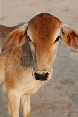 Buy stock photo Cow, livestock and farmers market with sale for eid, religion and sacrifice ritual of sacred celebration. Street, urban and road in Pakistan with milk, beef and protein for food production outdoor