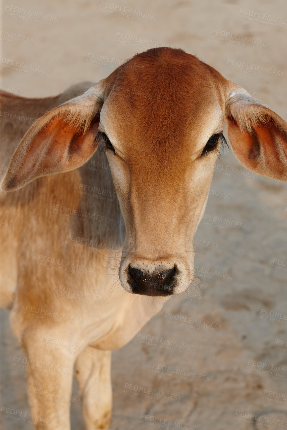 Buy stock photo Cow, livestock and farmers market with sale for eid, religion and sacrifice ritual of sacred celebration. Street, urban and road in Pakistan with milk, beef and protein for food production outdoor