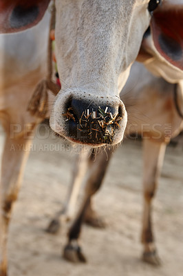 Buy stock photo Cow, livestock and nose at farmers market with sale for eid, religion and sacrifice of sacred celebration. Closeup, urban and road in Pakistan with milk, beef and protein for food production outdoor