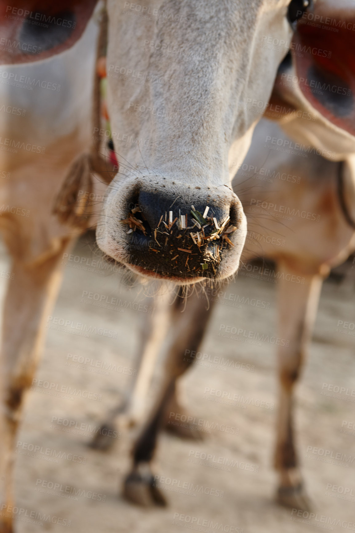 Buy stock photo Cow, livestock and nose at farmers market with sale for eid, religion and sacrifice of sacred celebration. Closeup, urban and road in Pakistan with milk, beef and protein for food production outdoor