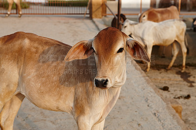 Buy stock photo Cow, livestock and farmers market with sale for eid, religion and sacrifice ritual of sacred celebration. Farm, agriculture and Pakistan with milk, beef and protein for food production outdoor