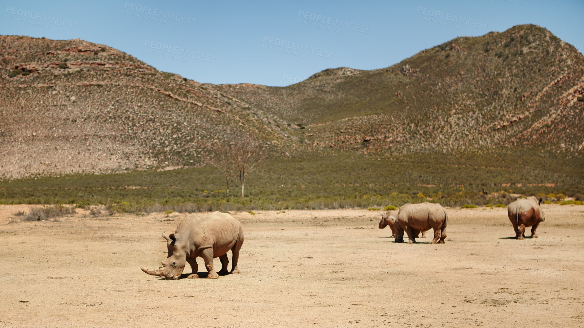 Buy stock photo Outdoor, environment and mountain with rhino on sand for nature reserve, wildlife and conservation. Safari, habitat and animal herd at countryside for endangered species, sanctuary and protected area