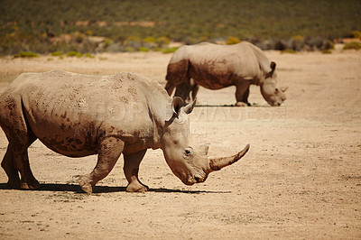 Buy stock photo Rhino, nature and wildlife conservation for safari, indigenous and environment with endangered species. Animals, herbivore and grassland with ecosystem, habitat and sustainability for biodiversity