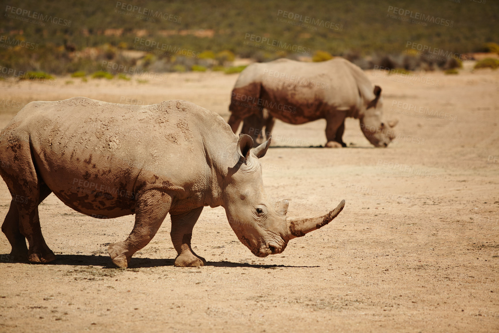 Buy stock photo Rhino, nature and wildlife conservation for safari, indigenous and environment with endangered species. Animals, herbivore and grassland with ecosystem, habitat and sustainability for biodiversity