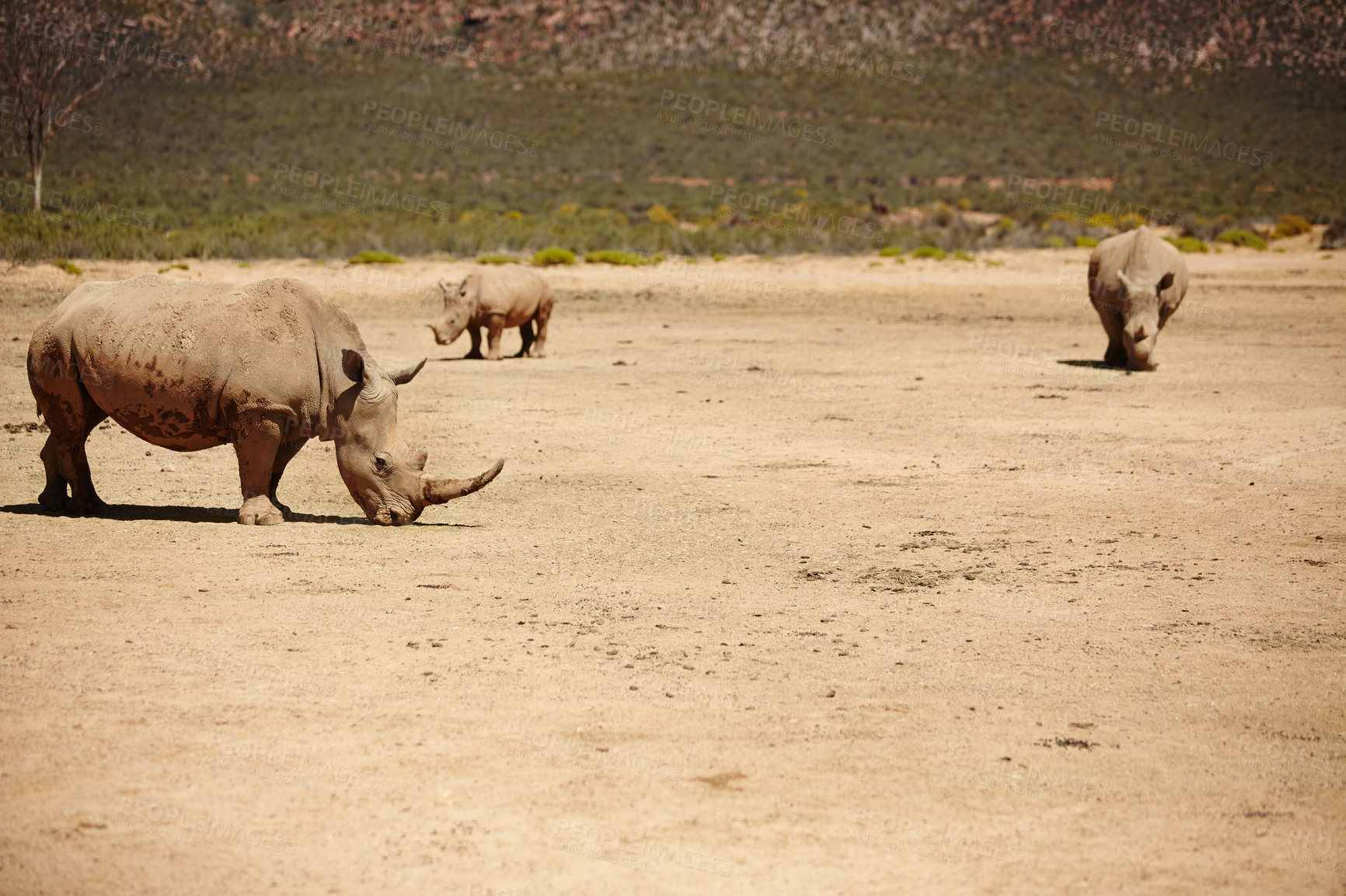 Buy stock photo Rhino, habitat and wildlife conservation for environment, indigenous and safari with endangered species. Animals, herbivore and grassland with ecosystem, nature and sustainability for biodiversity