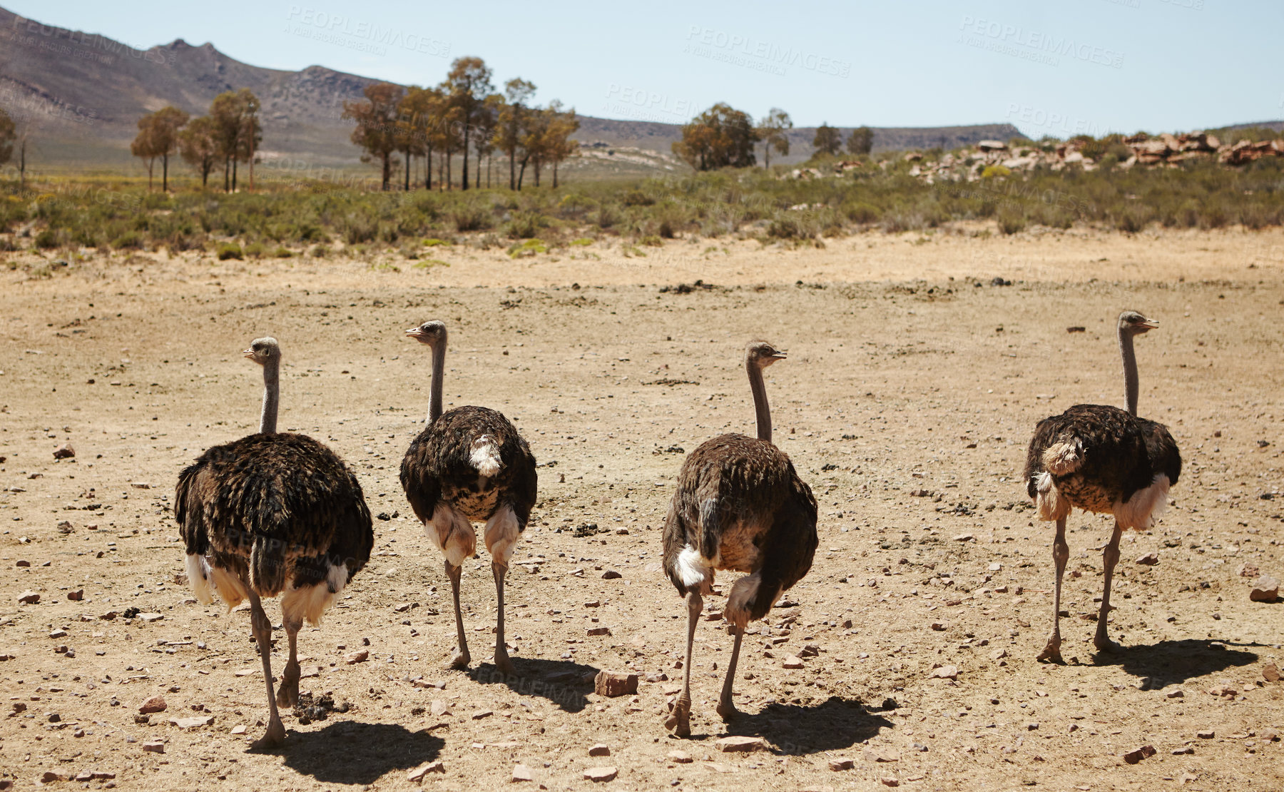 Buy stock photo Ostrich, group and wildlife conservation for safari or indigenous with feather or wings in Africa. Animal, back or birds walking in environment ecosystem or habitat for sustainability or biodiversity