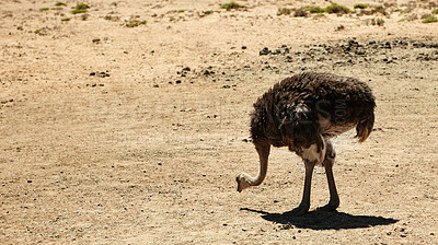 Buy stock photo Ostrich, nature and wildlife conservation for environment and indigenous with feather or wings in Africa. Animal, bird and grassland with safari ecosystem, habitat and sustainability for biodiversity