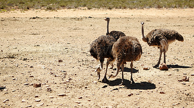 Buy stock photo Ostrich, nature and wildlife conservation for safari and indigenous with feather or wings in Africa. Animal, bird and grassland with environment ecosystem, habitat and sustainability for biodiversity