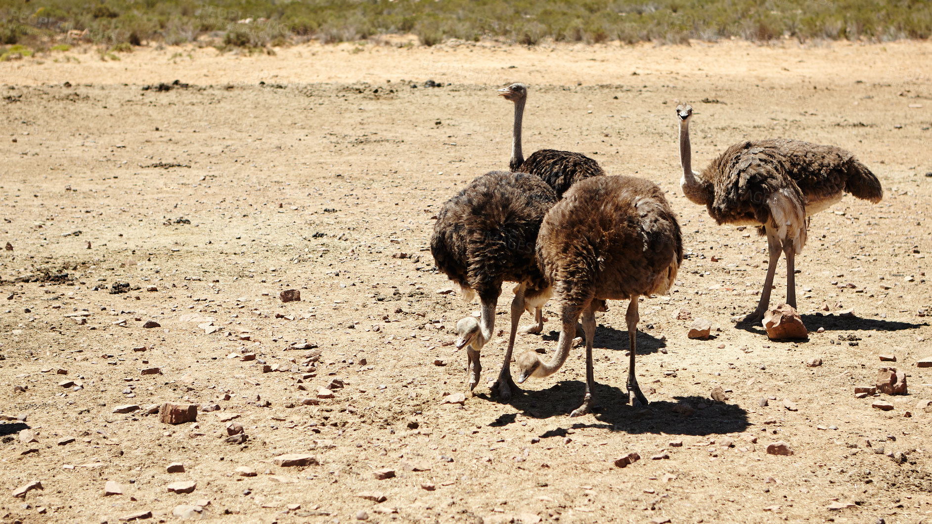 Buy stock photo Ostrich, nature and wildlife conservation for safari and indigenous with feather or wings in Africa. Animal, bird and grassland with environment ecosystem, habitat and sustainability for biodiversity