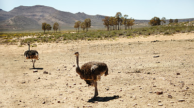 Buy stock photo Ostrich, bird and wildlife conservation for environment and indigenous with feather or wings in Africa. Animal, nature and grassland with safari ecosystem, habitat and sustainability for biodiversity