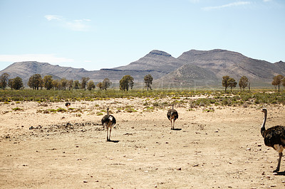 Buy stock photo Ostrich, habitat and wildlife conservation for environment and indigenous with feather or wings in Africa. Animal, bird and grassland with safari ecosystem, nature and sustainability for biodiversity