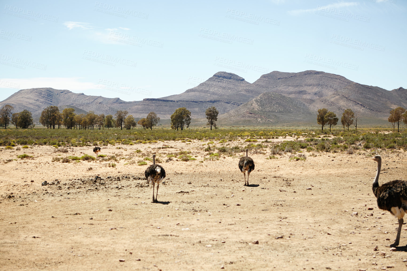 Buy stock photo Ostrich, habitat and wildlife conservation for environment and indigenous with feather or wings in Africa. Animal, bird and grassland with safari ecosystem, nature and sustainability for biodiversity