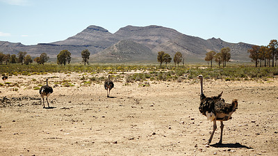 Buy stock photo Ostrich, animal and wildlife conservation for environment and indigenous with feather or wings in Africa. Nature, bird and grassland with safari ecosystem, habitat and sustainability for biodiversity