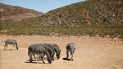 Buy stock photo Shot of zebras on the plains of Africa