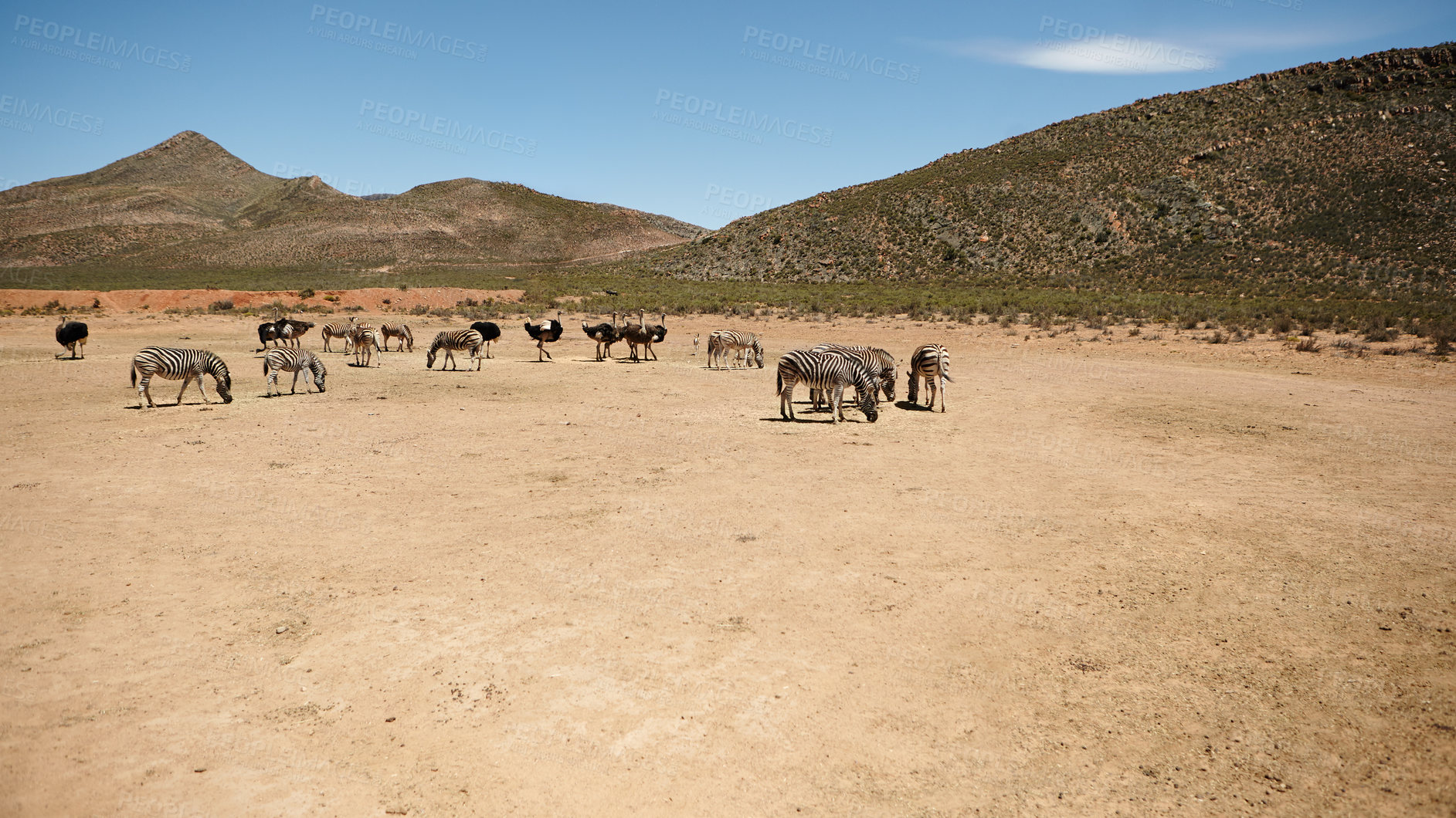 Buy stock photo Wildlife, zebra and ostrich at desert in nature for conservation, endangered species and biodiversity. Indigenous, herbivore animals and safari landscape for sustainability in habitat and ecosystem