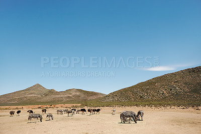 Buy stock photo Wildlife, zebra and ostrich at safari in nature for conservation, endangered species or biodiversity. Indigenous, animals and desert landscape for sustainability in habitat, ecosystem or mockup space