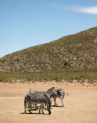 Buy stock photo Wildlife, zebra and herd at safari in nature for conservation, endangered species or biodiversity. Indigenous, herbivore animals or desert landscape for sustainability in habitat, ecosystem or mockup