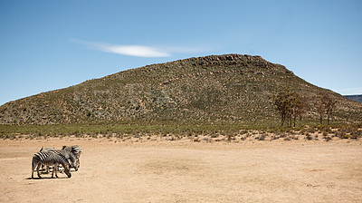 Buy stock photo Wildlife, zebra or herd at desert in nature for conservation, endangered species or biodiversity. Indigenous, herbivore animal or safari landscape for sustainability in habitat, ecosystem or blue sky