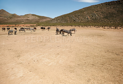 Buy stock photo Shot of zebras and ostriches on the plains of Africa