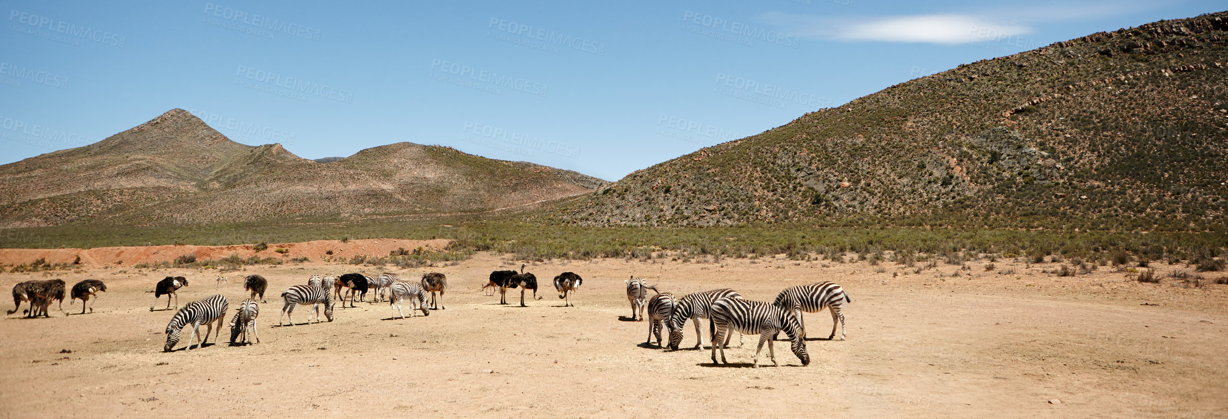 Buy stock photo Wildlife, zebra and ostrich at safari in nature for conservation, endangered species and biodiversity. Indigenous, animals and desert landscape for sustainability in habitat, ecosystem and banner