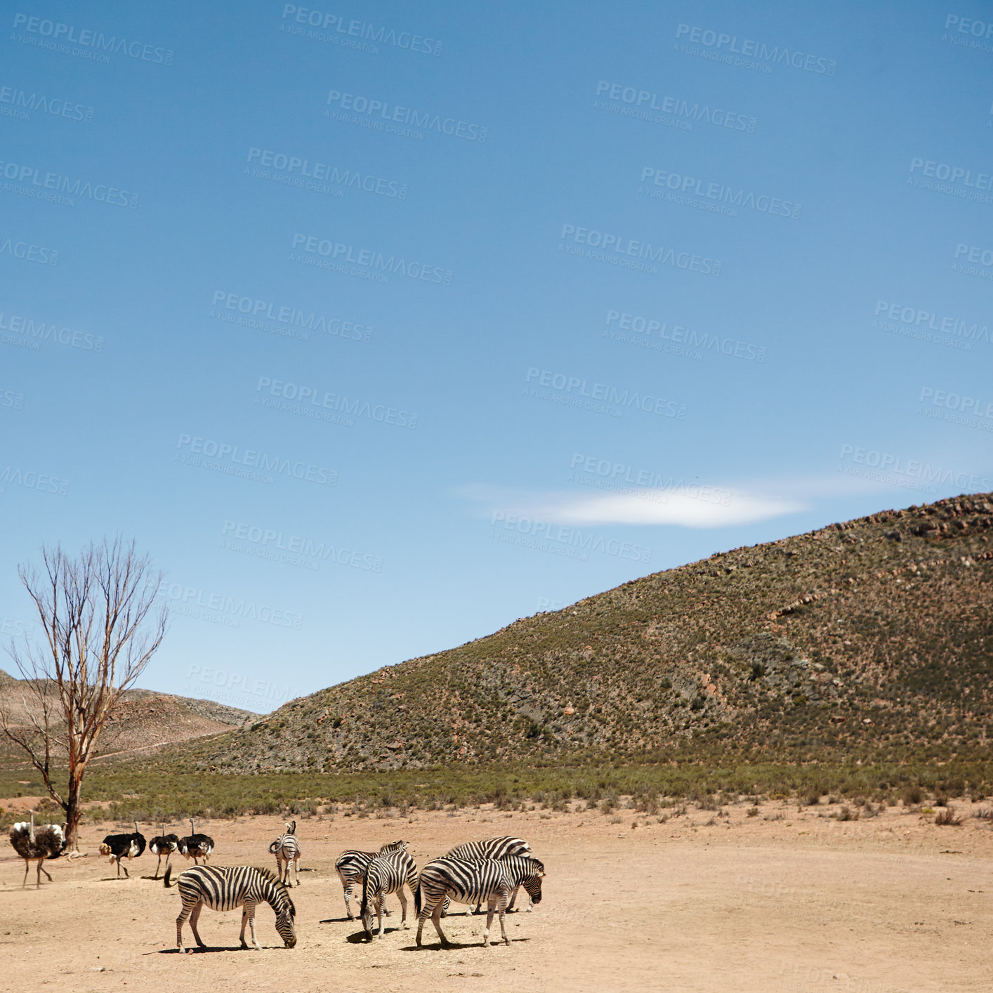 Buy stock photo Safari, zebra or ostrich in nature environment for conservation, endangered species or biodiversity. Indigenous, herbivore animals or desert landscape for wildlife sustainability on ecosystem mockup