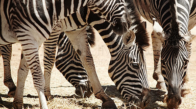 Buy stock photo Outdoor, eating and environment with zebra on sand, nature reserve and wildlife conservation. Habitat, natural and animal grazing at countryside for safari destination, sanctuary or protected area