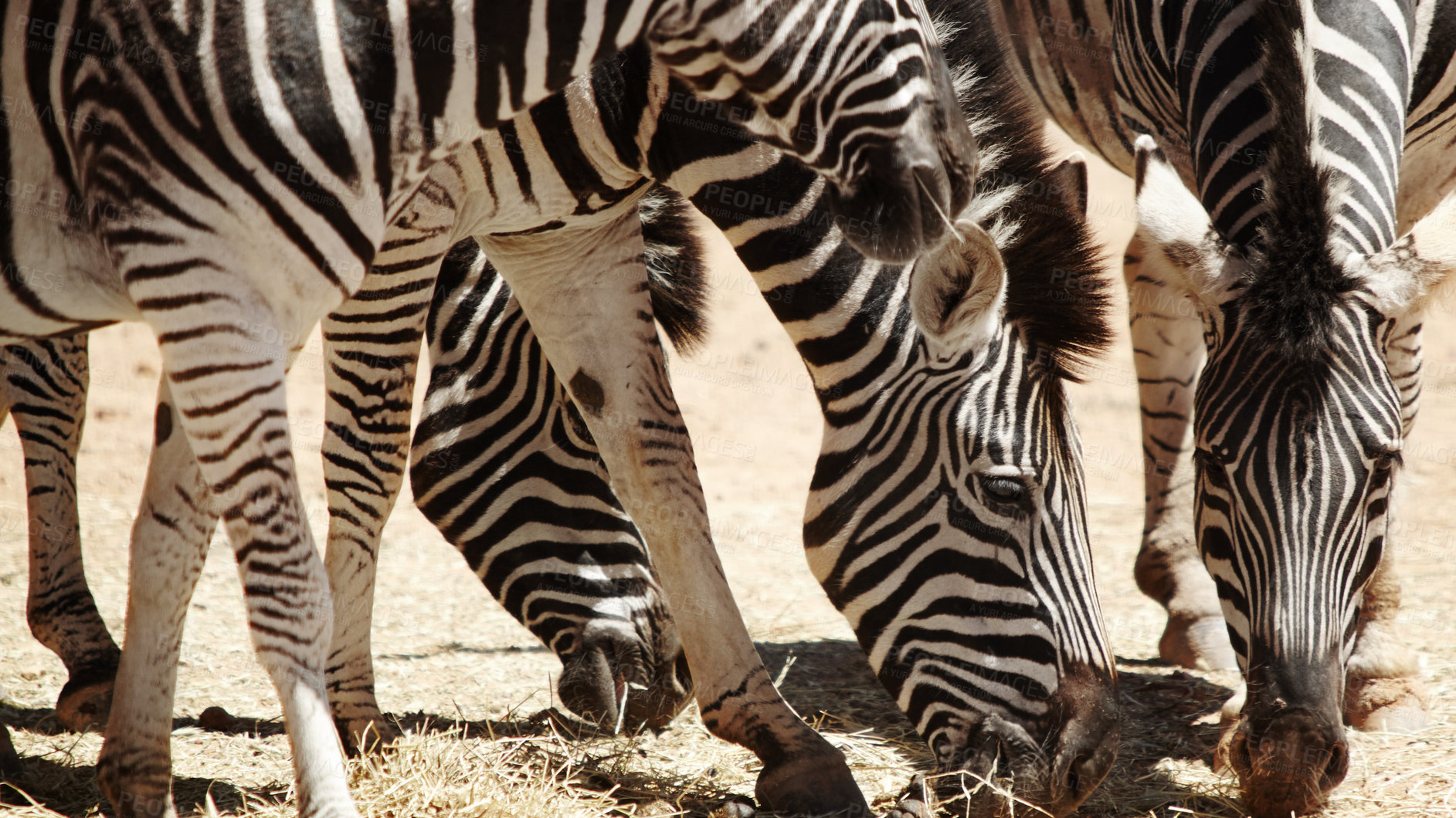 Buy stock photo Outdoor, eating and environment with zebra on sand, nature reserve and wildlife conservation. Habitat, natural and animal grazing at countryside for safari destination, sanctuary or protected area