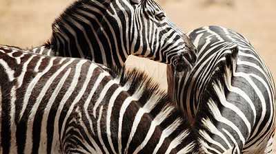 Buy stock photo Natural, sustainability and outdoor with zebra in wilderness for nature reserve, sanctuary and conservation. Animal, habitat and dazzle at countryside for destination, wildlife and protected area