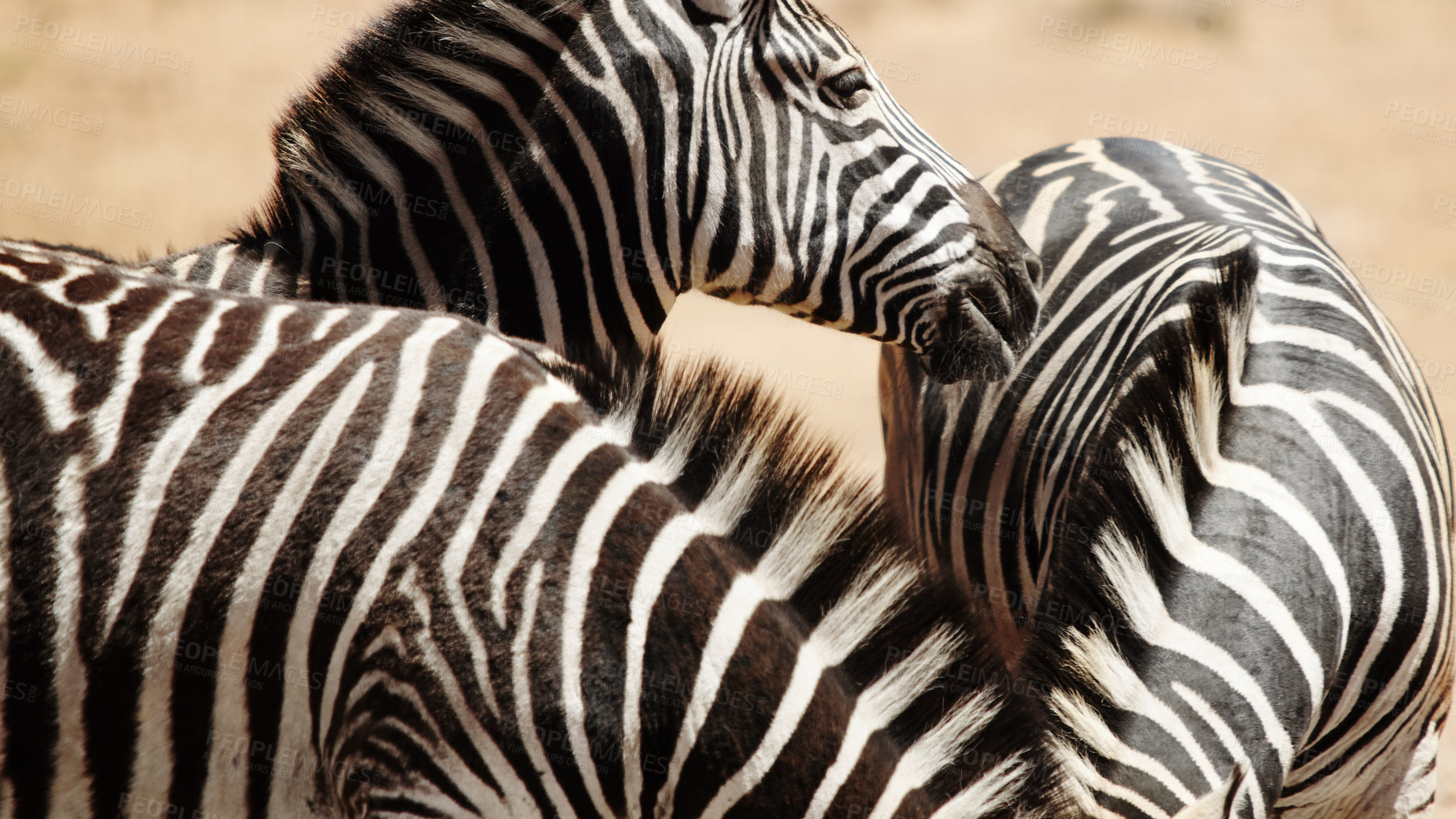 Buy stock photo Natural, sustainability and outdoor with zebra in wilderness for nature reserve, sanctuary and conservation. Animal, habitat and dazzle at countryside for destination, wildlife and protected area